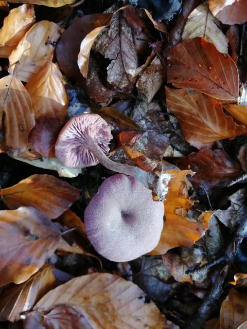 To ametystsopper i vått høstløv sett fra hatt og underside.