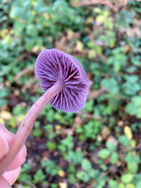 Ametystsopp holdt nedenfra med kraftige fiolette skiver og rosa-lilla stilk.