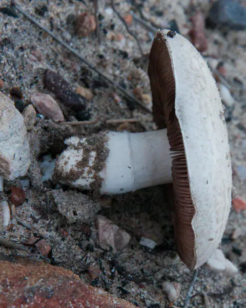 En sopp i beitesjampinjong-gruppen ligger på siden på grusete jord, med hvit hatt og stilk og mørkebrune skiver.