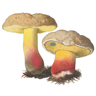 Illustrasjon av to beske rørsopper med lysebrune hatter, gule poreflater og tykke stilker som går fra gult til rødt.