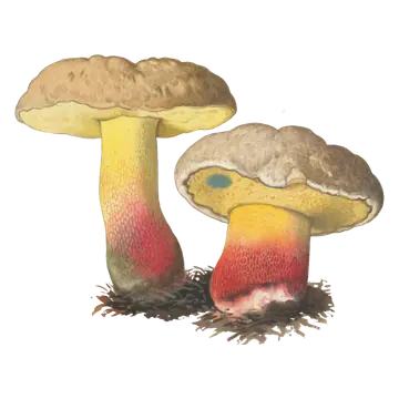 Illustrasjon av to beske rørsopper med lysebrune hatter, gule poreflater og tykke stilker som går fra gult til rødt.