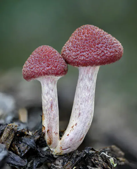 To bittersopper står tett sammen på mørk ved, med små, røde, skjellkledde hatter og lange, lyse stilker med rosa fibre.