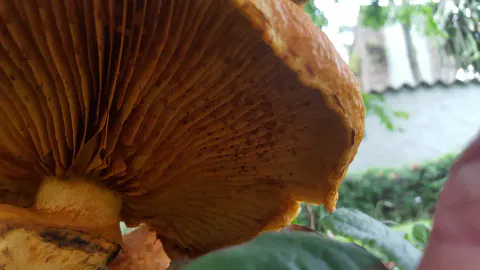 Nærbilde av undersiden på en bittersopp, med rustbrune skiver og en kraftig, gulbrun stilk under hattens ujevne kant.