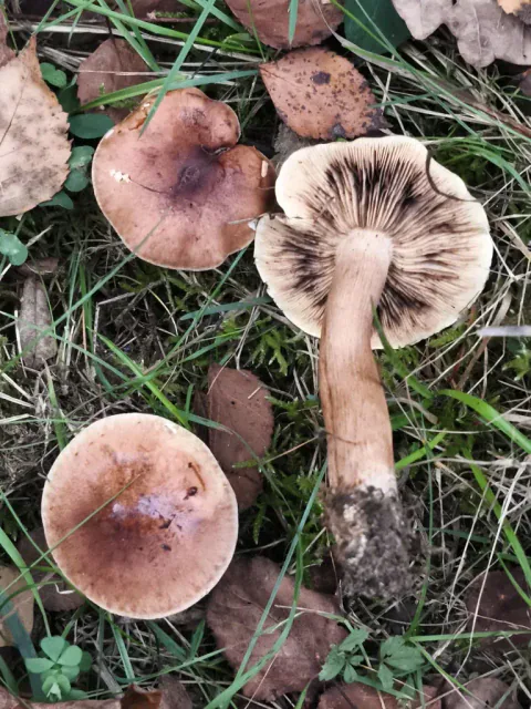 Bjørkemusseronger på gress og løv, med rødbrune hatter og ett vendt eksemplar som viser mørkflekkete skiver og lang brun stilk.