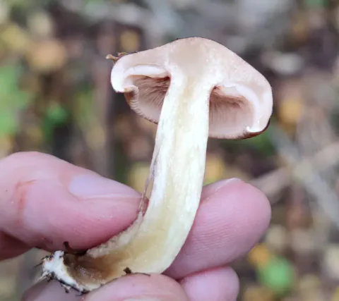 En gjennomskåret bjørkemusserong holdes mellom fingrene, med lyst kjøtt i hatt og bøyd stilk og beige skiver under hatten.