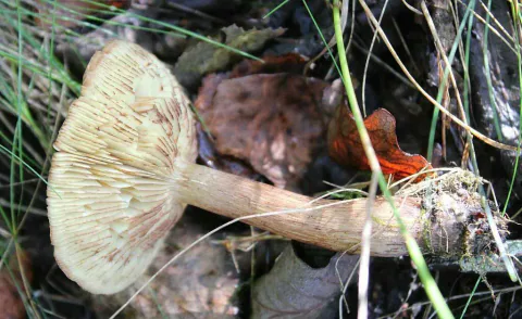 Bjørkemusserong ligger sidelengs blant strå og løv, med brunflekkete lyse skiver, lang brunfibret stilk og jordete basis.