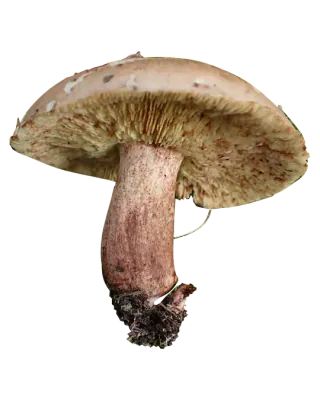 Frilagt bjørkemusserong sett fra siden, med brun hatt, bleke brunflekkete skiver og tykk rødbrun stilk med jord ved basis.