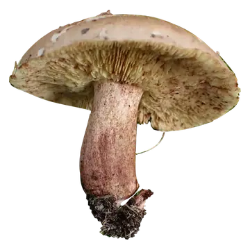 Frilagt bjørkemusserong sett fra siden, med brun hatt, bleke brunflekkete skiver og tykk rødbrun stilk med jord ved basis.