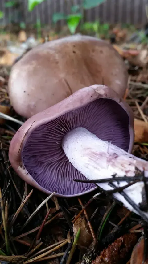To blå ridderhatter på skogbunnen, én med brunfiolett hatt opp og én med mørkt fiolette skiver og lys stilk vendt fram.