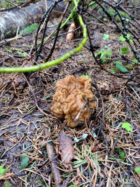 Blek sandmorkel med rund, gulbrun og sterkt foldet hatt på skogbunn dekket av barnåler, løv og kryssende greiner.