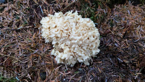 En kompakt, kremhvit blomkålsopp med løst krusete fliker på mørk skogbunn dekket av barnåler og litt mose.