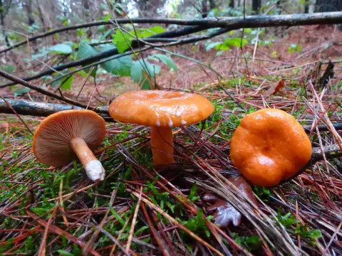 Tre branngule risker blant mose og barnåler, med blanke oransje hatter; én ligger på siden og viser skivene.