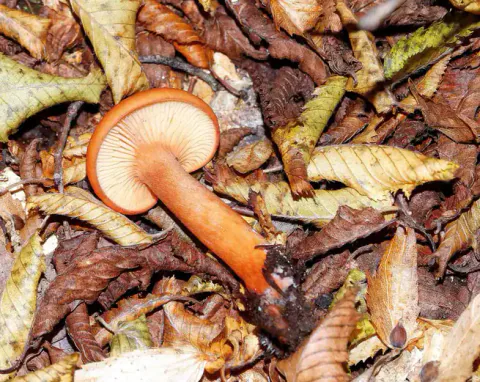 Branngul riske ligger på brune og gule blader med undersiden opp, lyse skiver og en kraftig, oransje stilk.