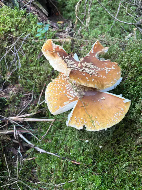 Brun fluesopp som flere utbredte brune hatter med spredte lyse velumrester.