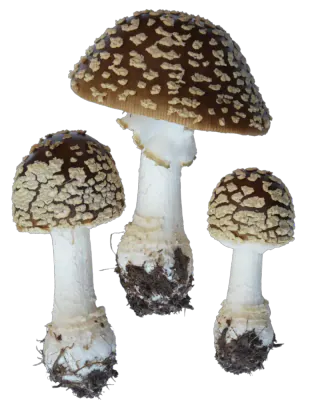 Tre brune fluesopper med mørkebrune hatter dekket av lyse flak, hvite stilker og en tydelig ring på den største.