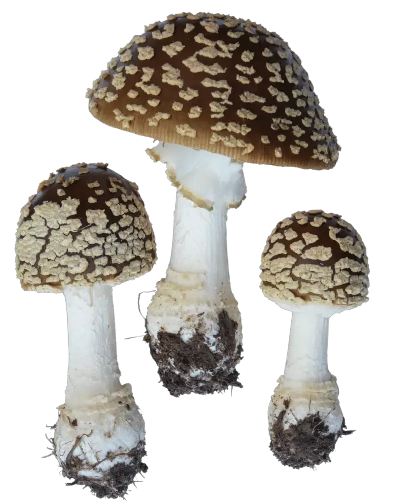 Tre brune fluesopper med mørkebrune hatter dekket av lyse flak, hvite stilker og en tydelig ring på den største.