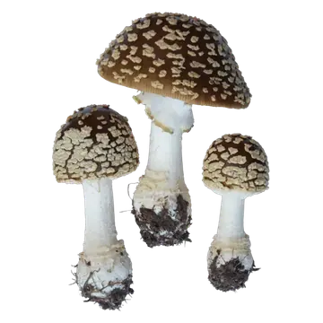 Tre brune fluesopper med mørkebrune hatter dekket av lyse flak, hvite stilker og en tydelig ring på den største.