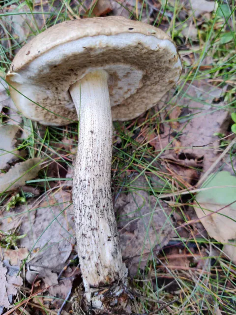 Brunskrubb på skogbunnen med blekt porelag og lang, prikket stilk.