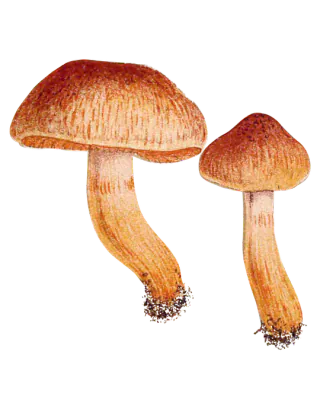 Illustrasjon av to butt giftslørsopper med rustrøde hatter, lysere hattkant og lange, guloransje stilker.