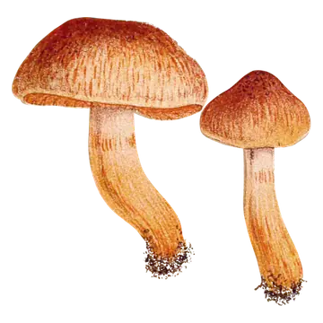 Illustrasjon av to butt giftslørsopper med rustrøde hatter, lysere hattkant og lange, guloransje stilker.