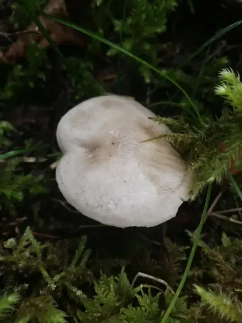 Lys grå duftvokssopp mellom mose og barnåler i barskog.