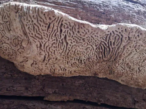 Nærbilde av eikemusling langs mørk ved, med lys beige underside dekket av dype, uregelmessige ganger i et labyrintmønster.