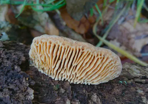 En liten eikemusling på mørk bark, med vifteformet, gulbeige underside og dype, langstrakte porer med lyse kanter.