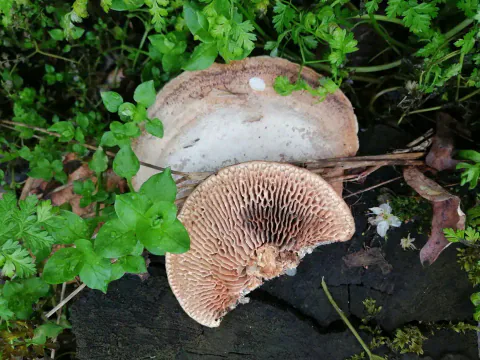 To eikemuslinger på mørk ved blant grønne planter, med en lys, sonedelt overside bak og en brunlig, grovporet underside foran.