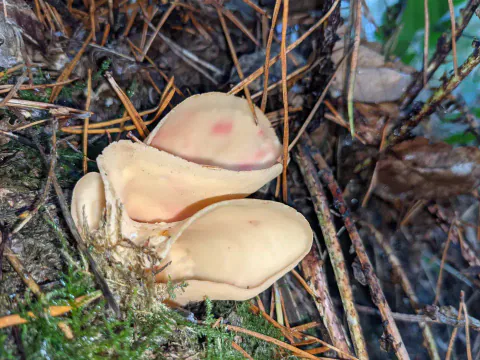 Eseløre sett ovenfra blant barnåler, med flere åpne, gulbrune skåler med lys kant og enkelte rosa flekker.