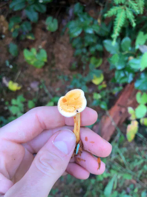 Liten falsk kantarell holdt mellom fingrene med smal stilk og liten oransje hatt.