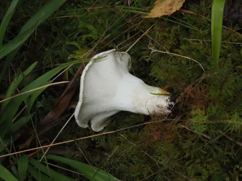 Fåresopp ligger på siden i mose og gress, med hvit underside, innbøyd hattkant og en kort, kraftig stilk.