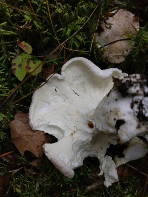 Fåresopp med hvit, foldet underside og ujevn, bølgete hattkant ligger blant mose, løv og andre lyse hatter.