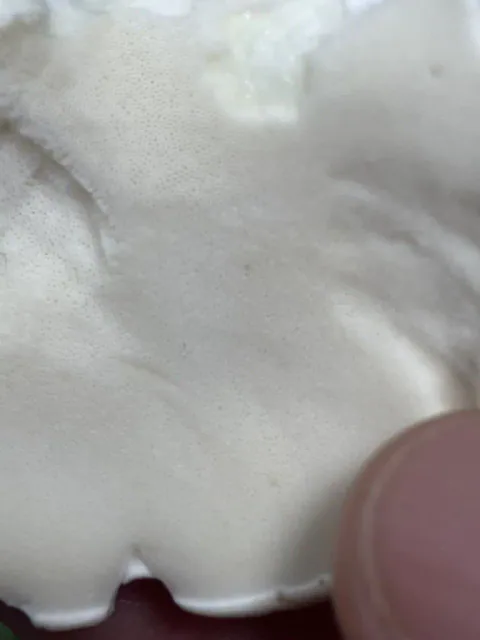Nærbilde av fåresoppens hvite underside med mange svært små porer og bølgete hattkant holdt mellom fingrene.