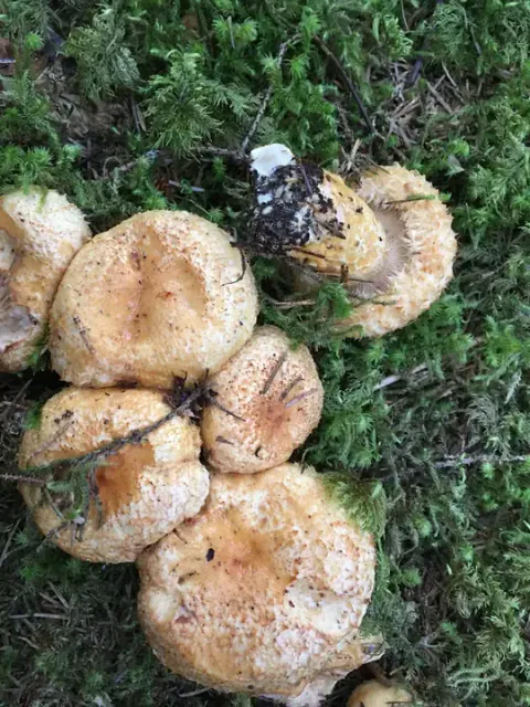 Flere fiolette svovelrisker ligger samlet på grønn mose, med gulbrune, flate hatter, frynsete kanter og jord på overflaten.