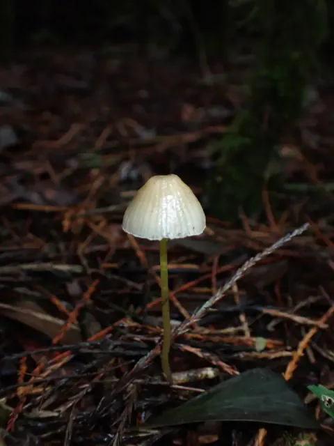 En enslig flåhette på mørk skogbunn med barnåler, med liten, hvit klokkehatt og en svært tynn, gulgrønn stilk.