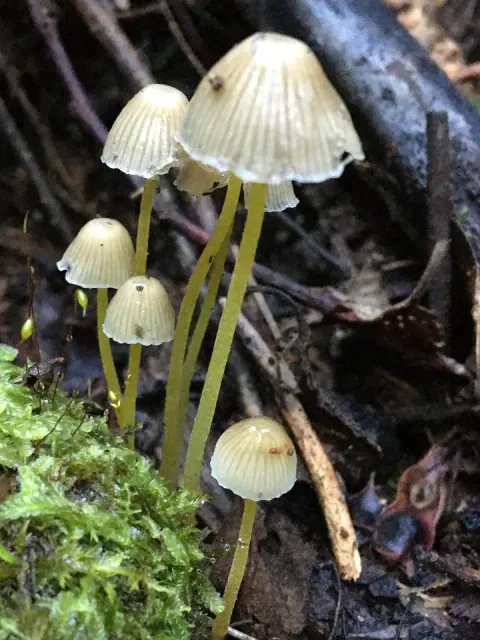 En gruppe flåhetter vokser tett ved mørk ved og mose, med lyse, stripete hatter på lange, tynne, gule stilker.
