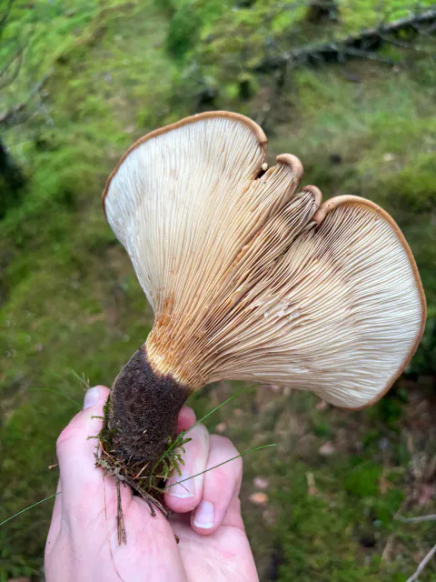Fløyelspluggsopp holdt fra siden med vifteformet hatt og kort svartbrun stilk.