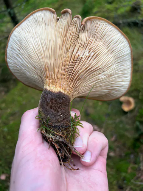 Nærbilde av fløyelspluggsoppens brede underside og kraftige, svartfiltede stilkbasis.