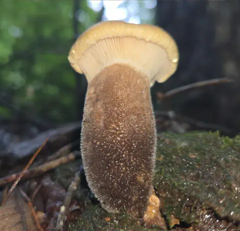 Fløyelspluggsopp sett nedenfra ved mosekledd treverk, med gulaktige skiver og en tykk, mørkebrun, fløyelsaktig stilk.