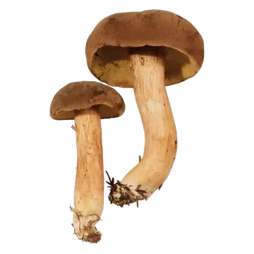To fløyelsrørsopper med matte brune hatter, olivengul underside og lange, gulbrune stilker, den største tydelig bøyd.
