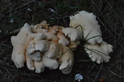 En stor klynge franskbrødsopp sett ovenfra i skygge, med lyse, uregelmessige hatter og gulbrune partier blant barnåler.