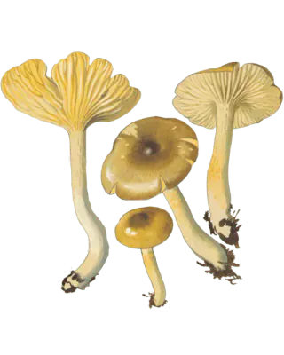 Illustrasjon av frostvokssopp med olivenbrune hatter, gul underside og slanke, bøyde stilker, sett ovenfra og nedenfra.