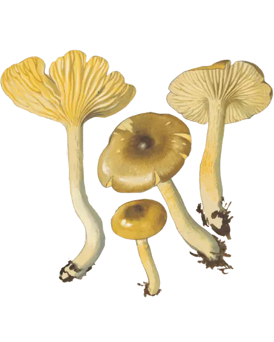 Illustrasjon av frostvokssopp med olivenbrune hatter, gul underside og slanke, bøyde stilker, sett ovenfra og nedenfra.