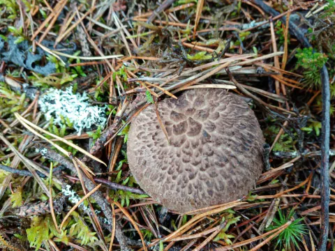 Furuskjellpigg blant furunåler og lav med flat, brun skjellhatt.
