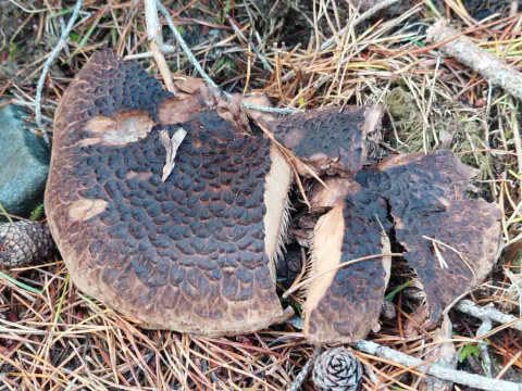 To eldre furuskjellpigger med mørke, slitte og uregelmessige hatter.