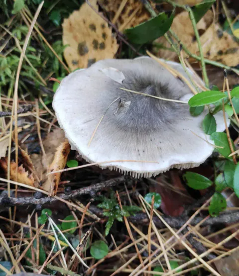 Gallemusserong sett ovenfra blant barnåler og løv, med bred grå hatt, mørkt midtparti, lys kant og fine radiære striper.
