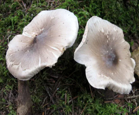 To gallemusseronger sett ovenfra på mosegrodd skogbunn, med gråbrune hatter, mørke midtpartier og bølgete, nesten hvite kanter.