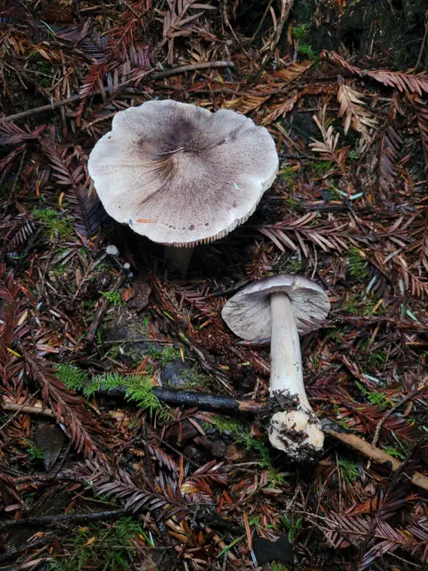 Gallemusseronger på barnåldekt skogbunn, én sett ovenfra med mørkt hattsentrum og én liggende med lyse skiver og hvit stilk.