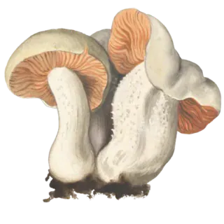 Illustrasjon av giftrødspore med bleke, bølgete hatter, rosaoransje skiver og kraftige hvite stilker.