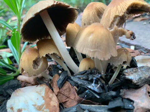Glimmerblekksopper sett fra bakken blant løv, med gulbrune hatter på hvite stilker og svarte skiver under de største hattene.